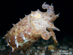 Little Cuttlefish - Puri Jati, Bali (Canon G9, Inon D2000... by Marco Waagmeester 